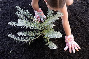 Girl planting a waterwise plant