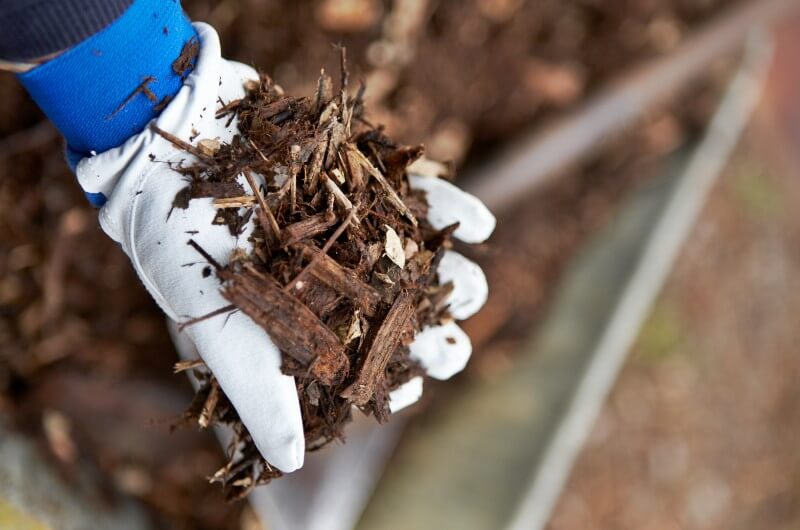 Gloved hand holding woodchip mulch