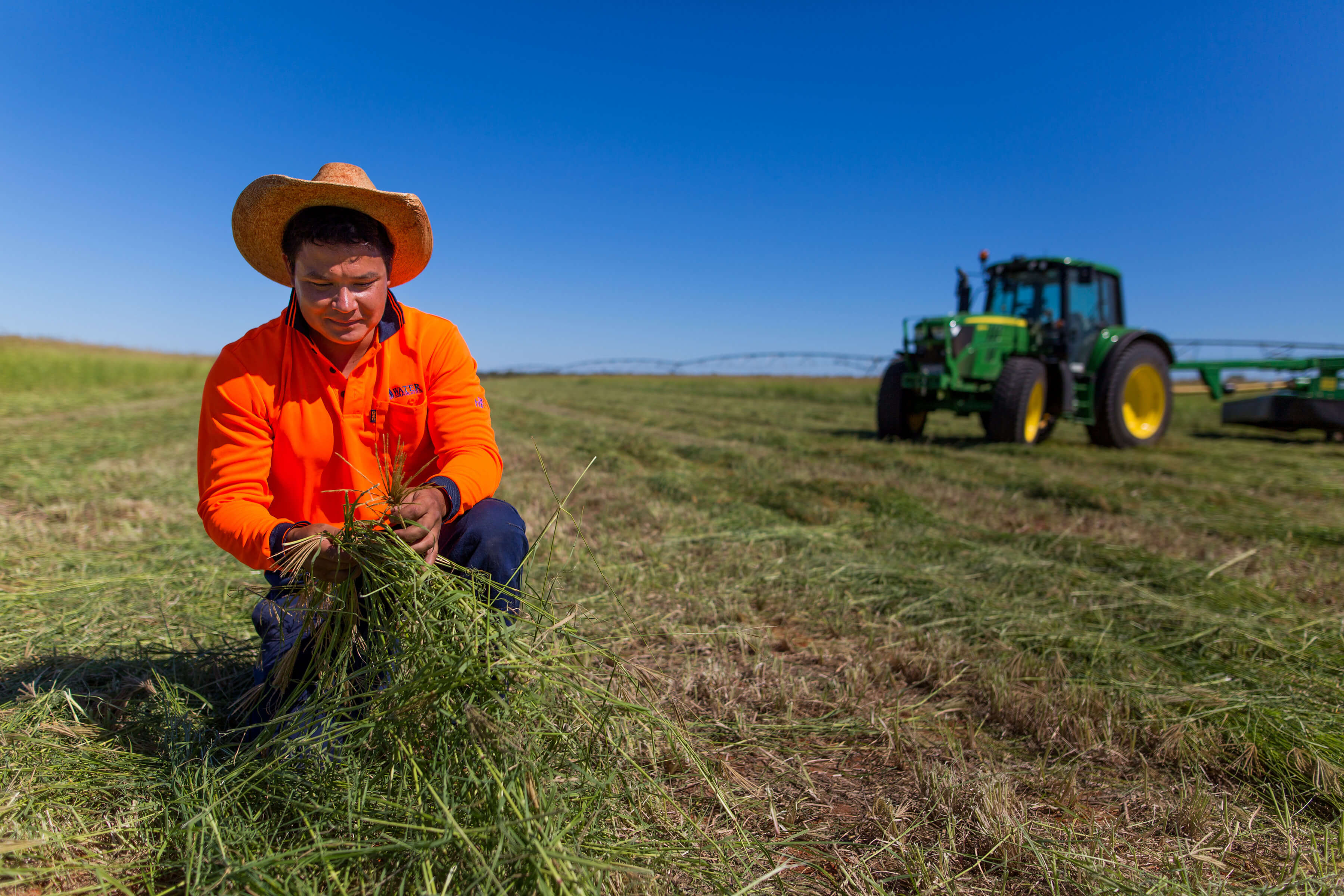 Harvesting Rhodes Grass