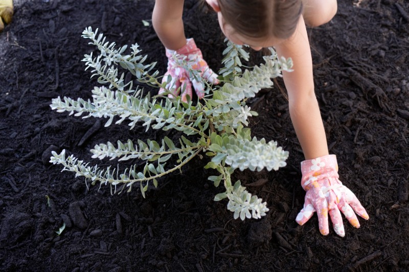 Girl planting waterwise garden