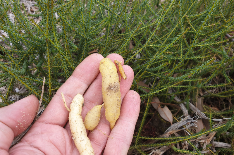 Hand holding Youlk tubers