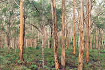Boranup forest - karri trees